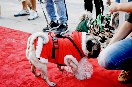 Santa Paws – Community Festive Activation & Winter Bazaar — 8
